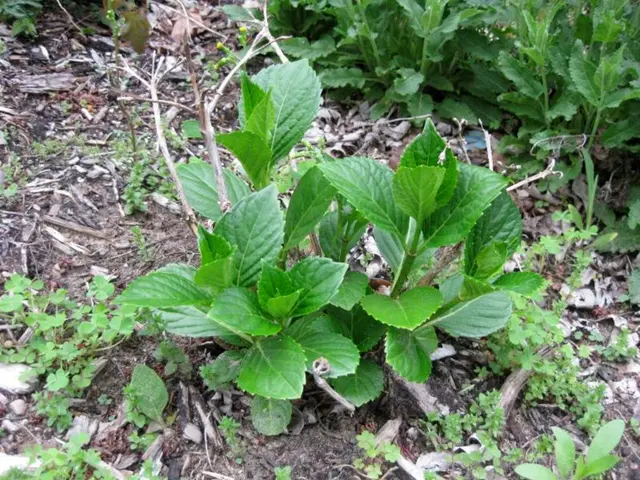 Exploration of Wild Herbs Within West Park