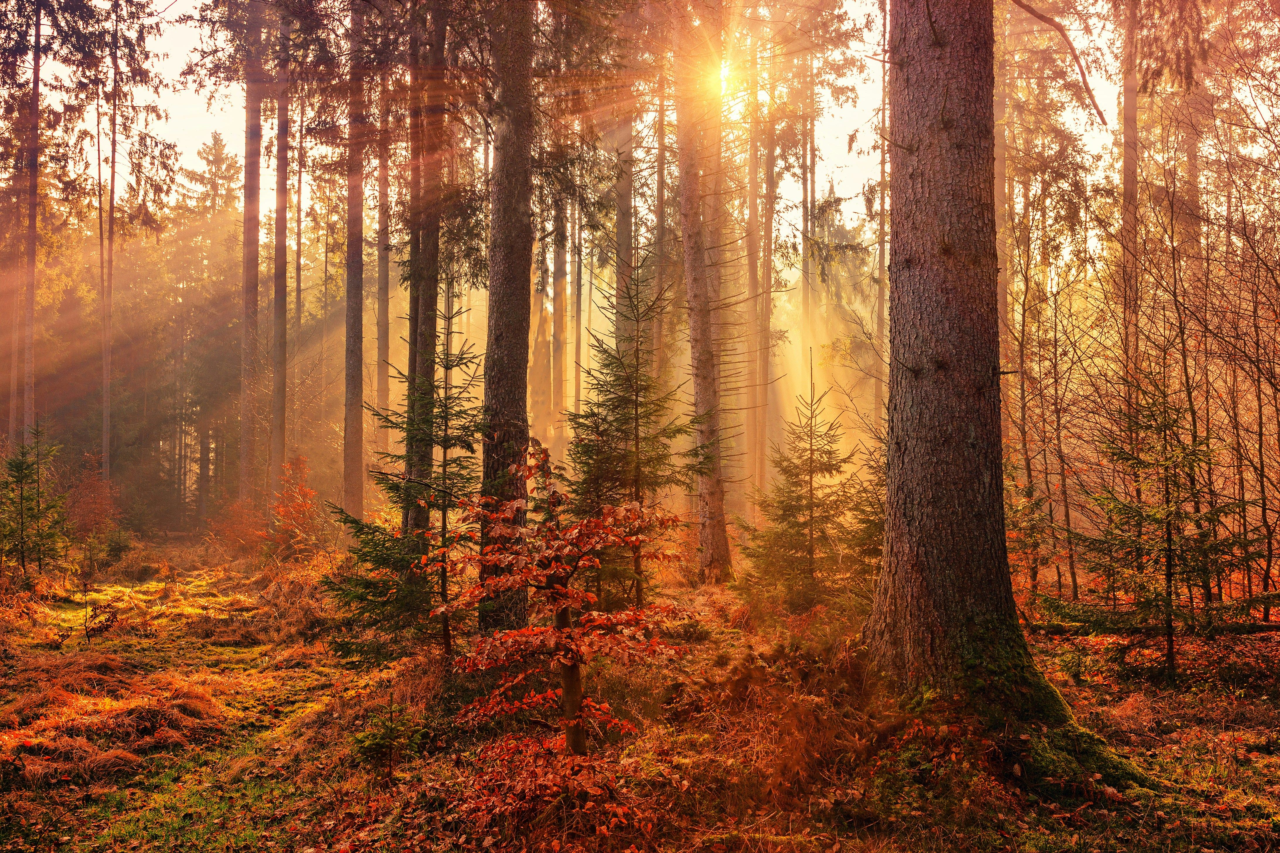 In line with evolving times and shifting public choices, Oregon adopts a neutral stance towards...